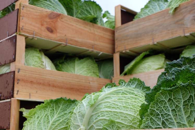 Jornada de la cebolleta. Consuegra (Toledo)