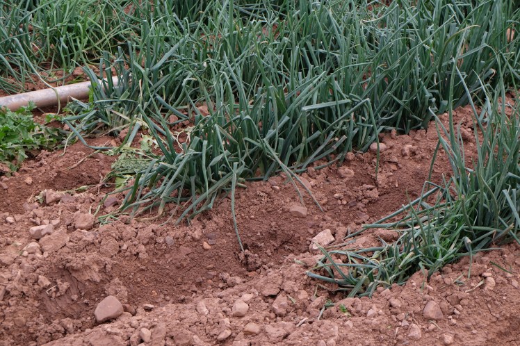 Jornada de la cebolleta. Consuegra (Toledo)
