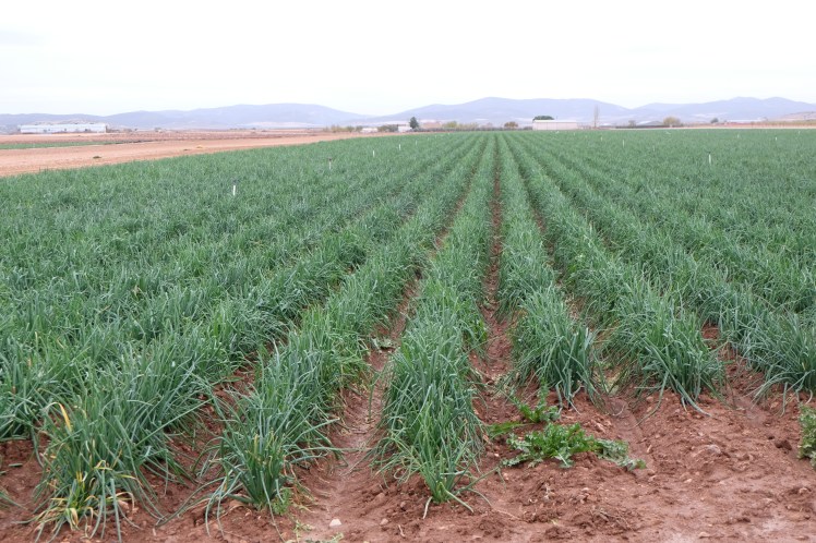 Jornadas de la cebolleta. Consuegra (Toledo)