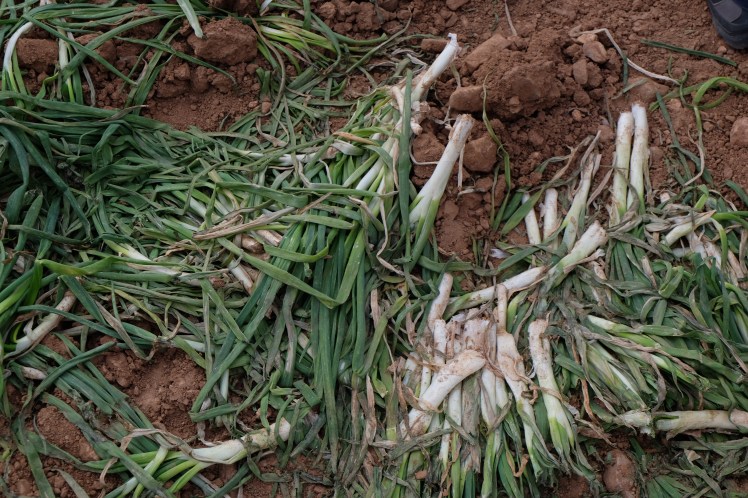 Jornada de la cebolleta. Consuegra (Toledo)