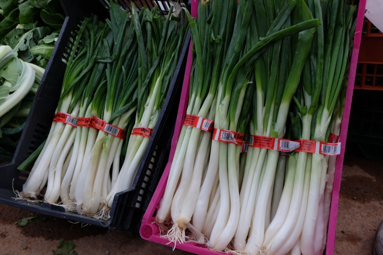 Jornada de la cebolleta. Consuegra (Toledo)