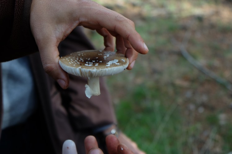 asociacion cantharellus