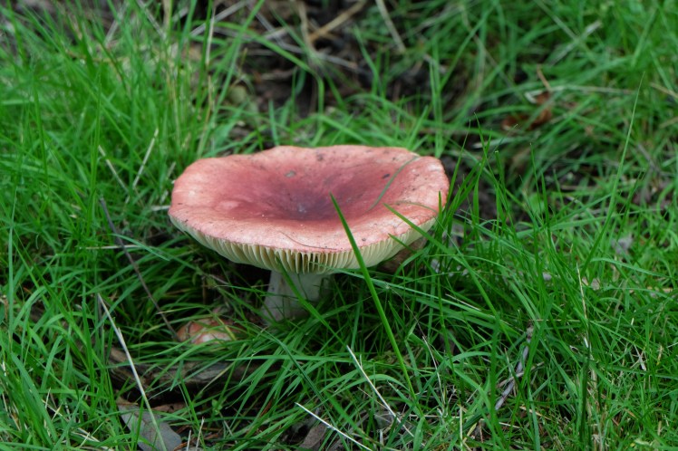 asociacion cantharellus