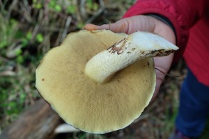 asociacion cantharellus