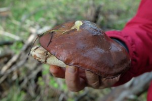 asociacion cantharellus