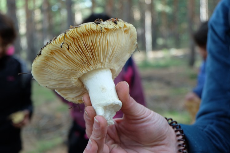 asociacion cantharellus