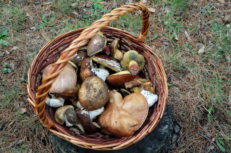 asociación cantharellus
