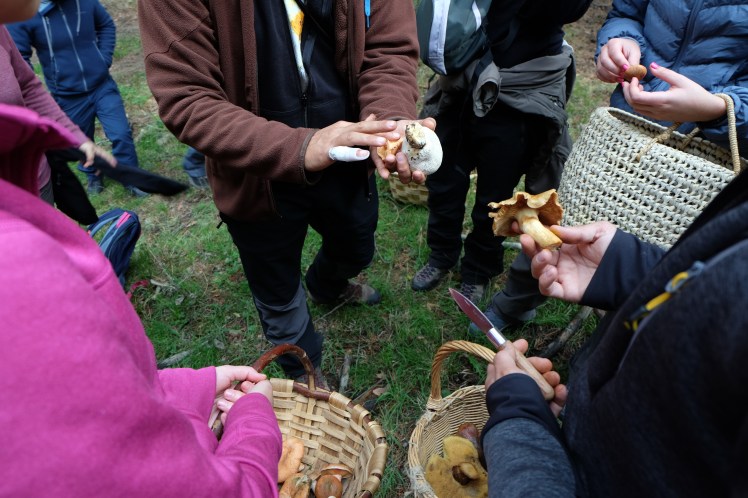 Asociación Cantharellus