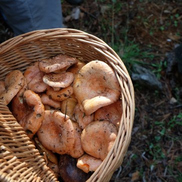 asociacion cantharellus