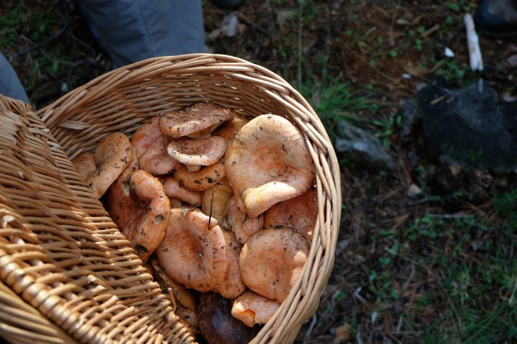 asociacion cantharellus