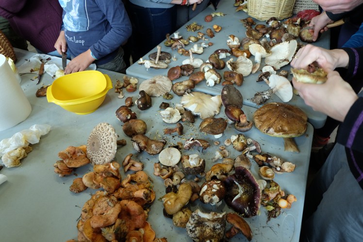 asociacion cantharellus