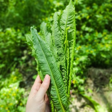 curso plantas silvestres comestibles medicinales asociacion cantharellus